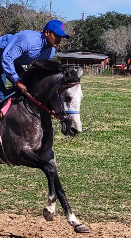 ARABIAN HORSES FOR SALE, SAN ANTONIO TEXAS AREA